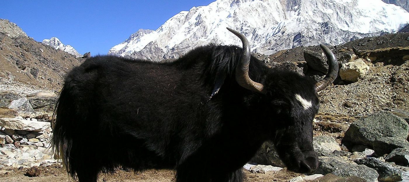 Yak on Everest Region of Nepal