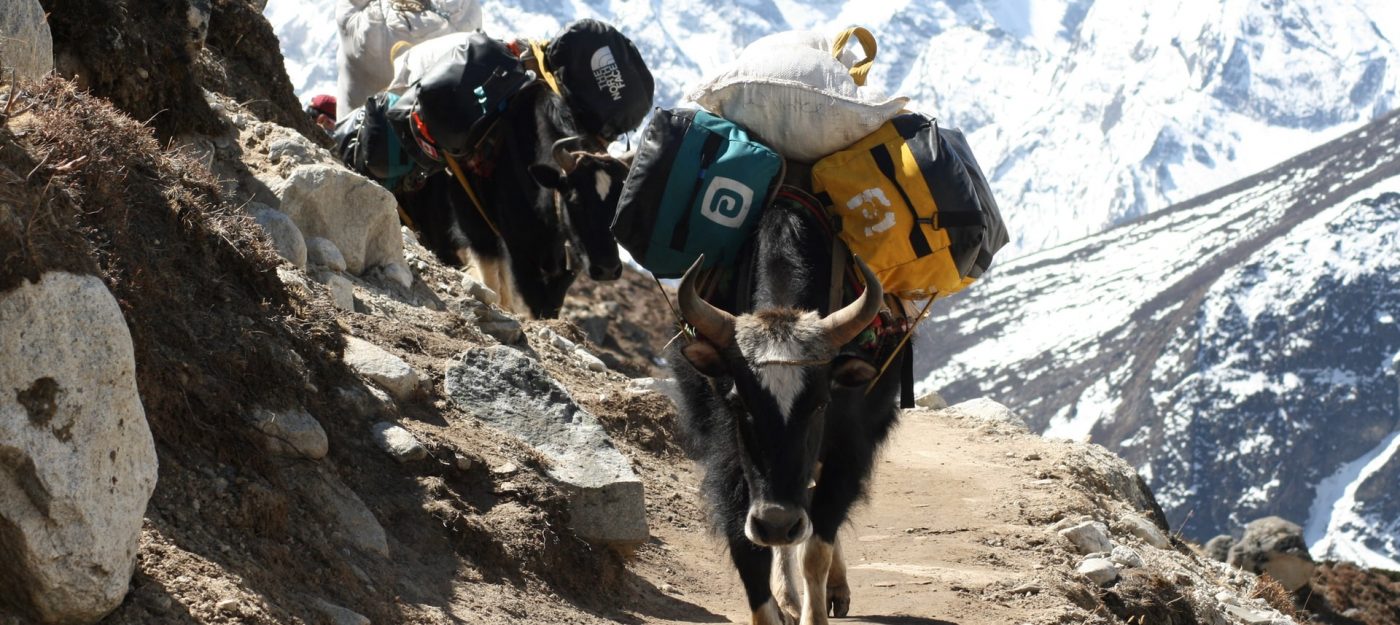 Yaks in Climbing Routes to Mount Everest