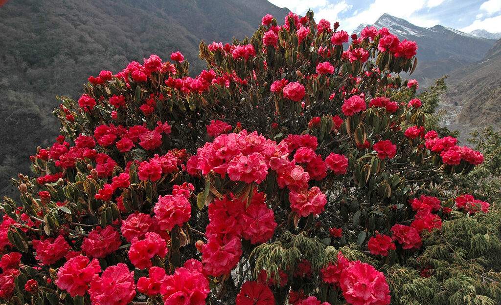 Rhododendron forests